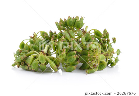 fresh dill seeds on white background 26267670
