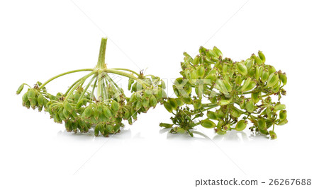fresh dill seeds on white background 26267688