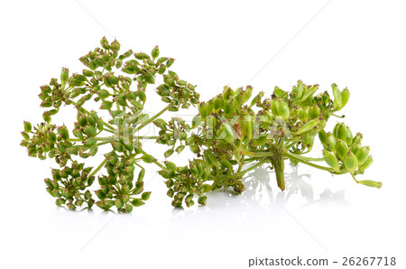 fresh dill seeds on white background 26267718