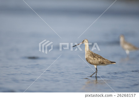 Flying squirrel (large antispyre) Flying squirrel (large antispyre) 26268157