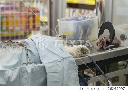 Animal surgery 26269097