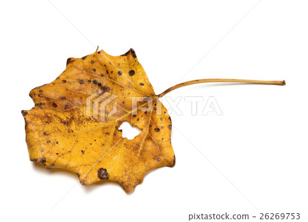 Autumn dry quaking aspen leaf Autumn dry quaking aspen leaf 26269753