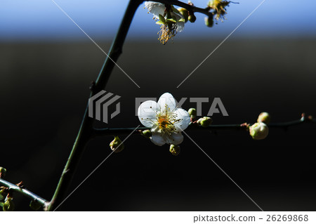 梅花 26269868