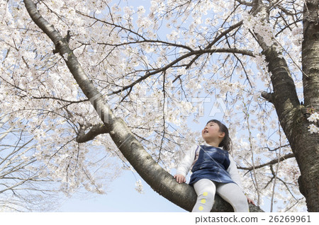 A child climbing a cherry tree A child climbing a cherry tree 26269961