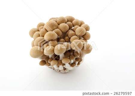 Beech Shimeji 26270597