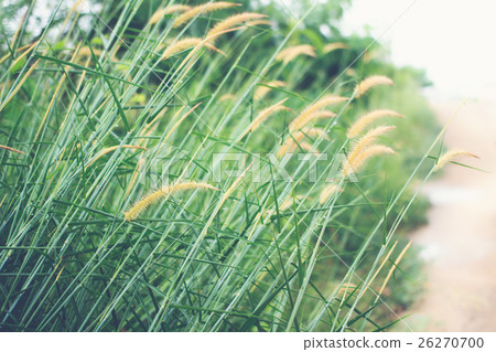 Reeds grass background. Reeds grass background. 26270700