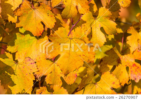 Autumnal leaves Autumnal leaves 26270907