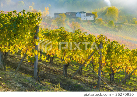 Vineyards in Piedmont Vineyards in Piedmont 26270930