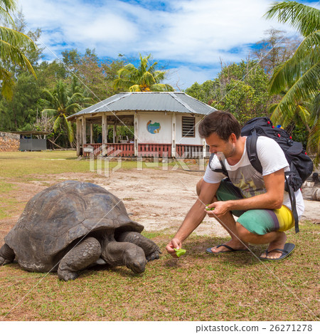 Tourist feeding Aldabra giant tortoises on Tourist feeding Aldabra giant tortoises on 26271278