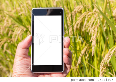 Rice cultivation and production management (October) 26271497