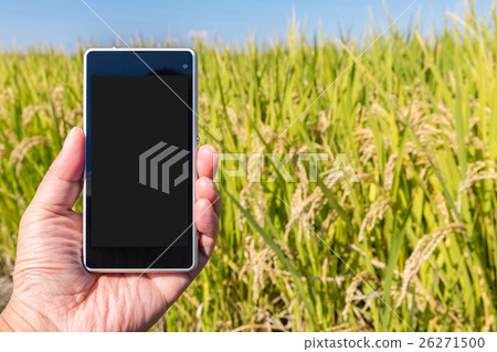 Rice cultivation and production management (October) 26271500