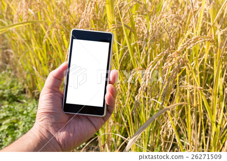 Rice cultivation and production management (October) 26271509