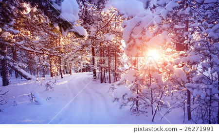 Pine trees covered with snow Pine trees covered with snow 26271991