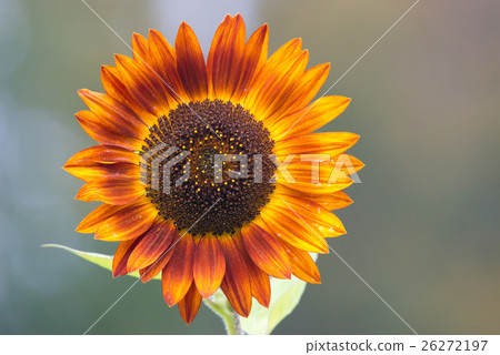 Orange Sunflower 26272197