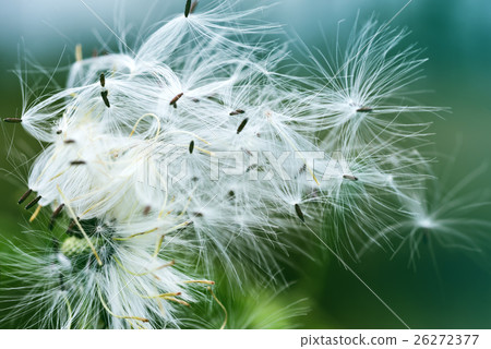 Close Up and Soft Focus of Wild Flowers Flowing 26272377