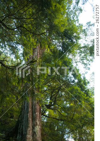 台灣,拉拉山神木,Taiwan, Lala mountain Shenmu,台湾、ララシャン神木 台灣,拉拉山神木,Taiwan, Lala mountain Shenmu,台湾、ララシャン神木 26272757