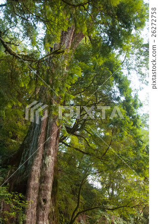 台灣,拉拉山神木,Taiwan, Lala mountain Shenmu,台湾、ララシャン神木 台灣,拉拉山神木,Taiwan, Lala mountain Shenmu,台湾、ララシャン神木 26272758