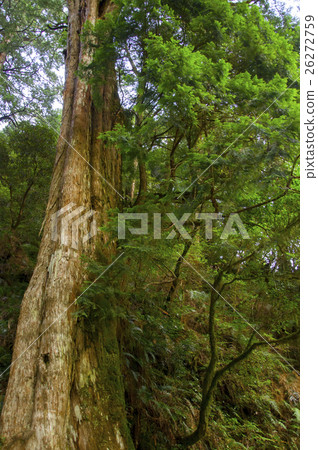 台灣,拉拉山神木,Taiwan, Lala mountain Shenmu,台湾、ララシャン神木 台灣,拉拉山神木,Taiwan, Lala mountain Shenmu,台湾、ララシャン神木 26272759
