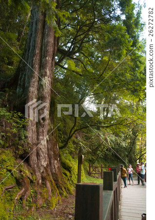台灣，拉拉山神木，Taiwan, Lala mountain Shenmu，台湾、ララシャン神木 26272782
