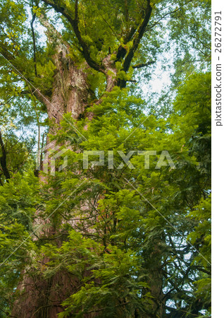 Taiwan, Lala Mountain Shenmu, Taiwan, Lala mountain Shenmu, Taiwan, Yushenmu 26272791