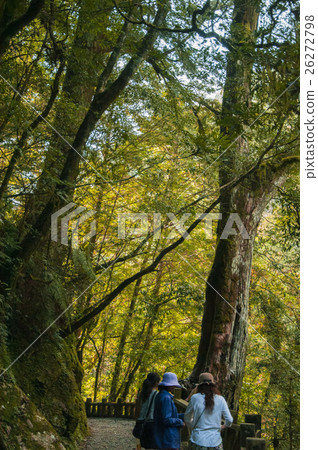 台灣，拉拉山神木，Taiwan, Lala mountain Shenmu，台湾、ララシャン神木 26272798