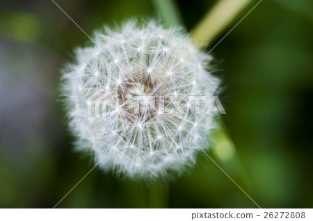 Gankouei, Dandelion, Dandelion 26272808