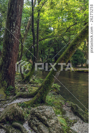 古都Kamigamo神社的風景 26273258