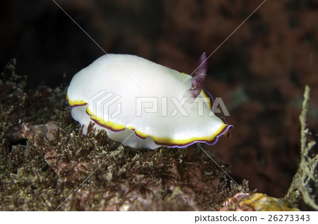 多彩海蛞蝓 26273343