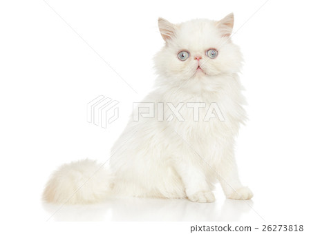 Persian cat 26273818