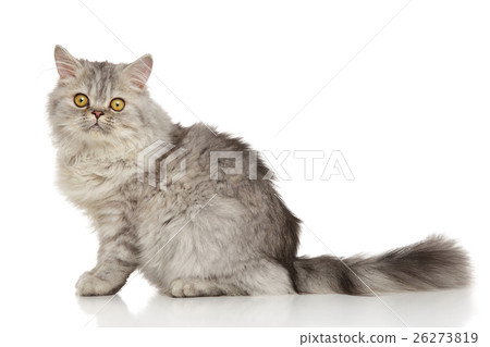 Grey Persian cat Grey Persian cat 26273819