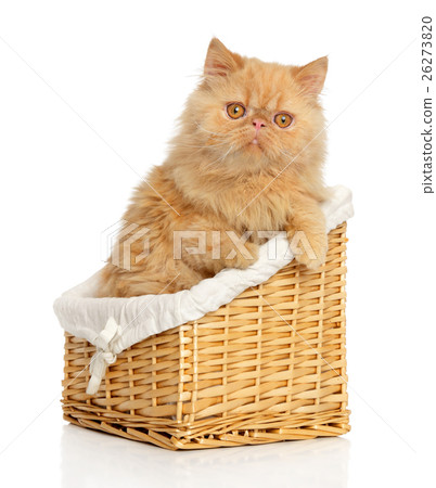 Persian cat in basket Persian cat in basket 26273820
