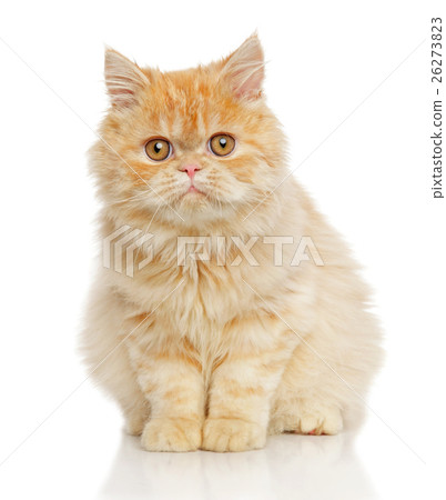 Persian cat Persian cat 26273823