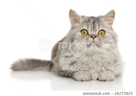 Persian cat in front of white background Persian cat in front of white background 26273825