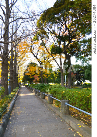 Yamashita公園在秋天 26274394