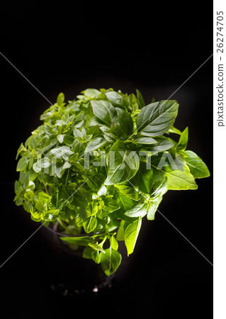 Bush young Basil on a black background 26274705
