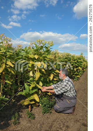 Farmer in tobacco field 26275076