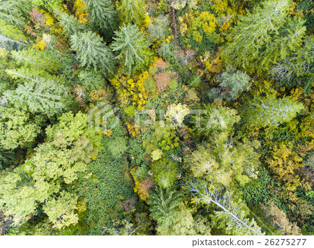 Aerial shooting of forest (true bird's eye view) Aerial shooting of forest (true bird's eye view) 26275277