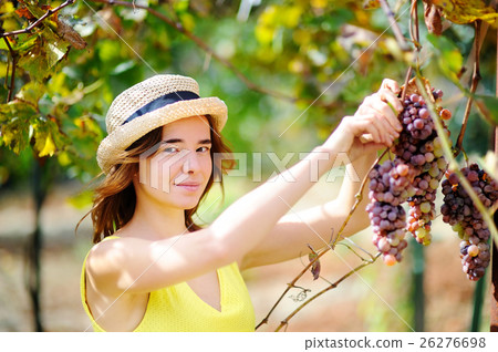 Young beautiful girl picking mellow grape in sunny day in Italy Young beautiful girl picking mellow grape in sunny day in Italy 26276698