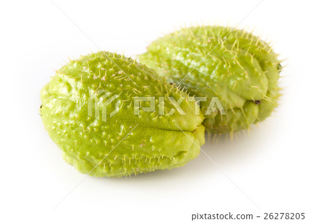 Chayote Chayote 26278205