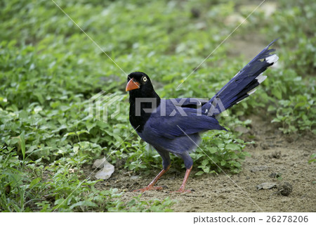 台灣藍鵲 26278206