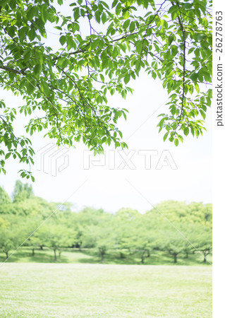新綠色和公園的圖像 26278763