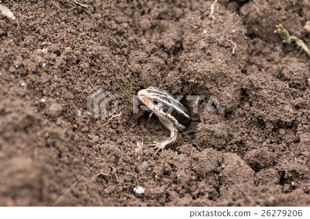 一隻蜥蜴，看著地球 26279206