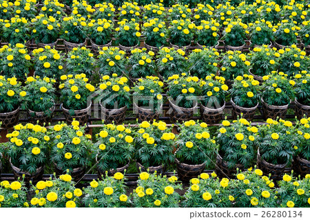 Yellow daisy flowers field in blooming time, SaDec 26280134
