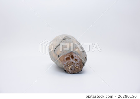 Muddy lotus root 26280156