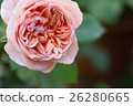 Apricot pink rose 26280665