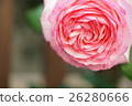 White and pink rose 26280666