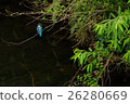 Kingfisher 26280669