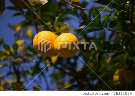 柚子在收穫階段 26281039