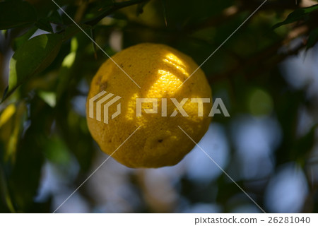 柚子的表面 26281040