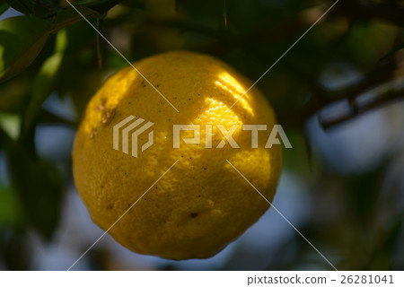 柚子的表面 柚子的表面 26281041